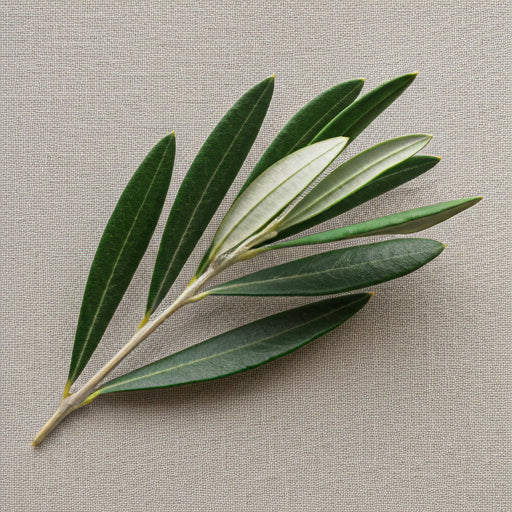 Olive branch detail